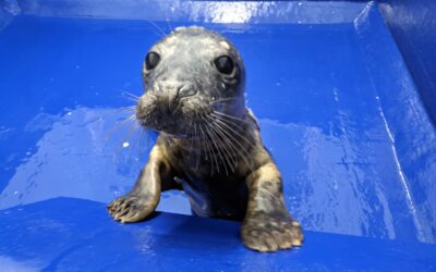 Say hello to … Sapphire the seal pup!