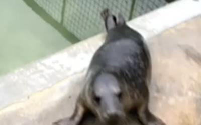 Sapphire the seal pup is improving!